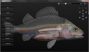 3D Fish Anatomy Software