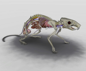 3D Rat Anatomy Software