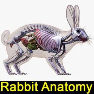 Rabbit Anatomy 3 D model