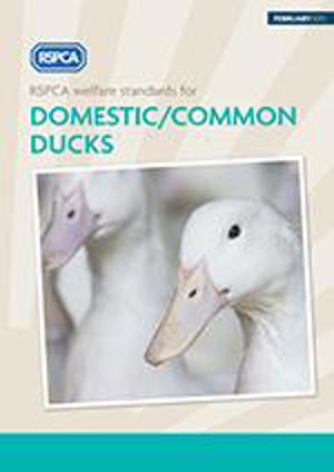 RSPCA welfare standards for Domestic Common Ducks 2015 RSPCA welfare standards for Domestic Common Ducks 2015