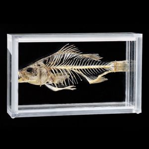Fish Skeleton 243400 Fish Skeleton 243400