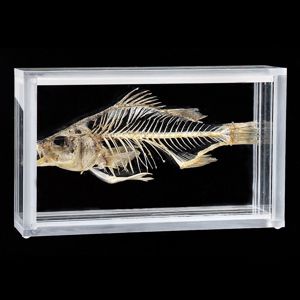 Fish Skeleton