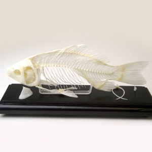 Fish Skeleton - Carassius auratus (Goldfish)
