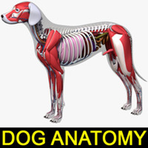 Dog Anatomy 3D Model 721542