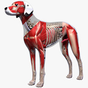 Dog Anatomy Textured 724823
