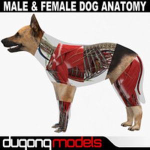Male and Female Dog Anatomy 805212