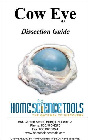 Cow Eye Dissection Guide DE GDEYE