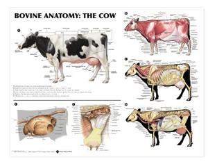 cow anatomy bovine chart diagram animal cattle anatomical cows vet bones body system digestive beef veterinary animals amazon regions science