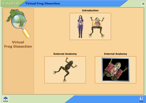 Virtual Frog