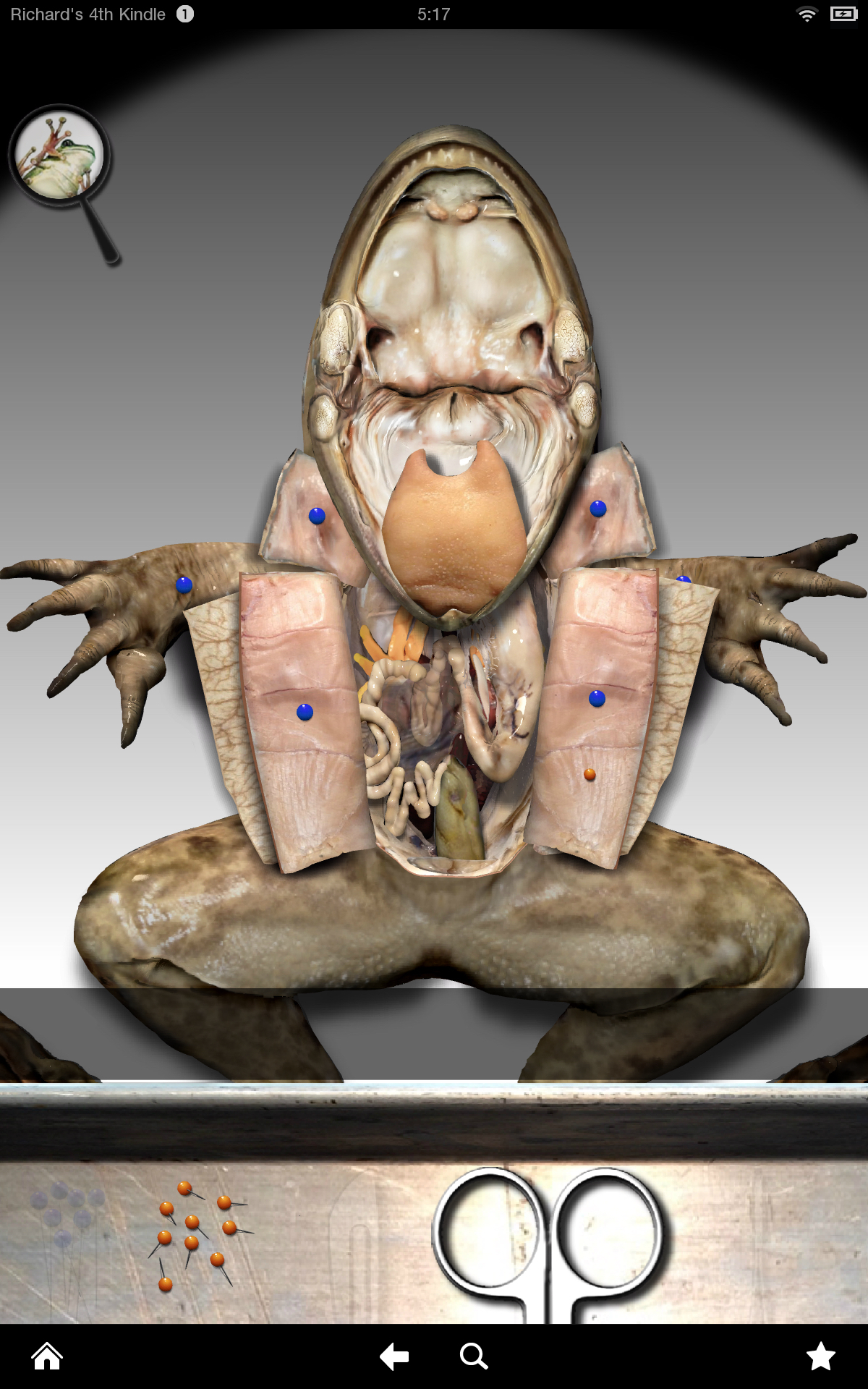 free virtual frog dissection game