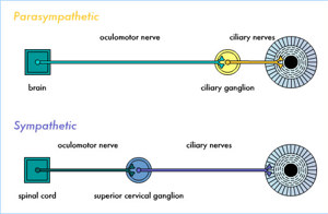 Autonomic