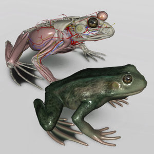 3D Frog Anatomy Software Biosphera