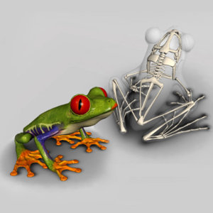 3D Frog Skeleton Software