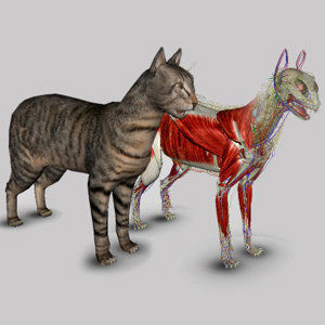 3D Cat Anatomy Software Biosphera