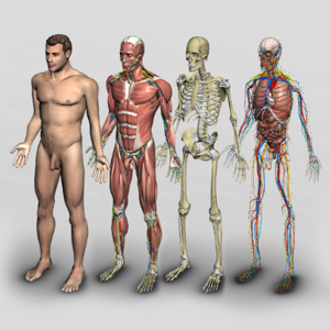 3D Human Anatomy Software