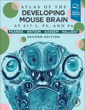 Mouse Brain