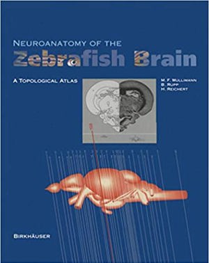 Neuroanatomy Of The Zebrafish Brain