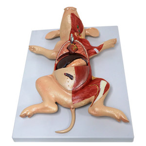 Dissected Fetal Pig Dissected Fetal Pig