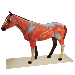 Horse Model