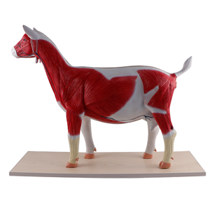 Goat Model Goat Model