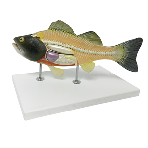 Real Fish Fish Skeleton Embedded Specimen Model Biological Teaching Model  Fish Bone Model for Scientific Teaching Research, Lab Supplies : :  Toys & Games