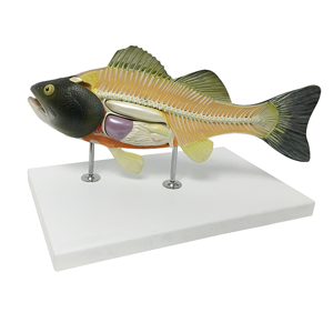 Fish Model