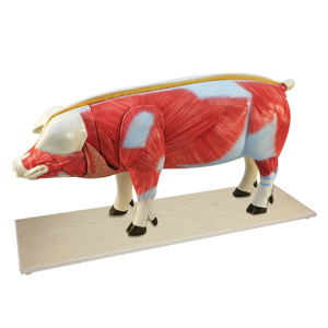 Pig Model