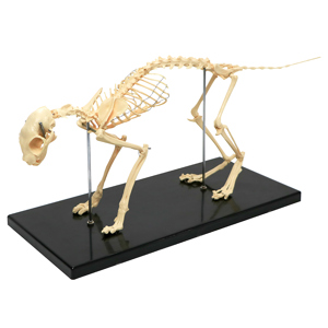 Cat Skeleton Model Cat Skeleton Model
