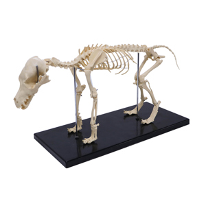 Small Dog Skeleton Model