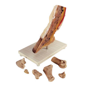 Horse Hoof Model Horse Hoof Model