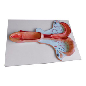 Horse Uterus Model Horse Uterus Model