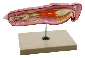 Model Locust