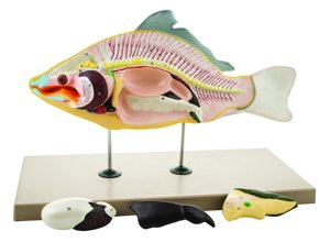 Model Carp Fish 4 Parts