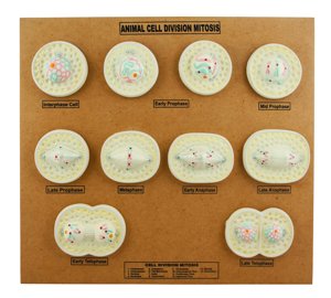 EISCO Animal Cell Mitosis Model