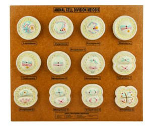 EISCO Animal Cell Meiosis Model EISCO Animal Cell Meiosis Model