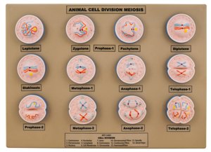 Model Animal Cell Division Meiosis Mini