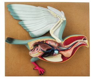 Eisco Labs Model Bird Dissection; Pigeon Eisco Labs Model Bird Dissection; Pigeon