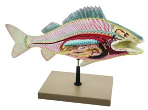 Eisco Labs Fish Dissection Model (Perch) Eisco Labs Fish Dissection Model (Perch)