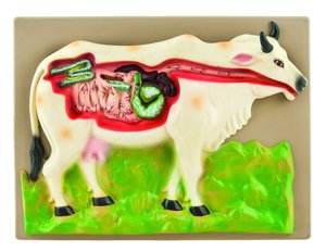 Eisco Labs Cow Digestive System Model