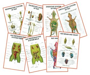 Chart General Zoology IV Chart General Zoology IV
