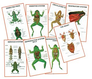 Chart - General Zoology-III (Frog)