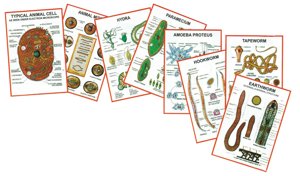 Chart General Zoology I Chart General Zoology I