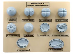 Amphioxus Embryonic Stages Model