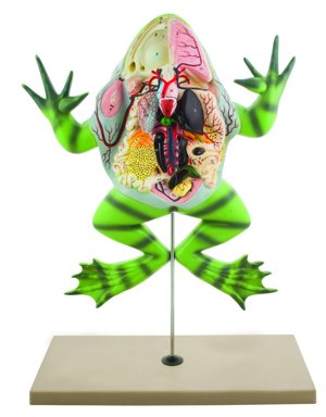 Eisco Labs Frog Dissection Model