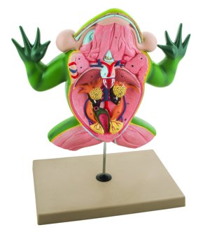 Jumbo 3D Frog Dissection Model W: Keycard Eisco Labs