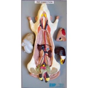 Rat Model General Dissection M Rat Model General Dissection M