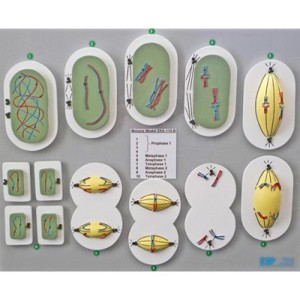 Meiosis (Reduction Division) Model Meiosis (Reduction Division) Model