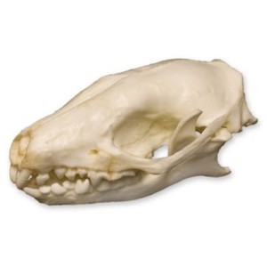 Hedgehog Skull Hedgehog Skull