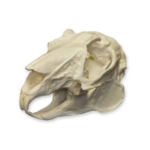 Hare Skull Hare Skull