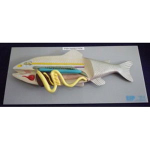 Fish Model (1) Fish Model (1)